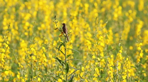 Full HD 25 FPS Small Bird on Sun hemp flower. Stock Footage 63318044
