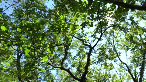 Full HD 5x slow motion: Sunrays shining through tree Video stock 151795708
