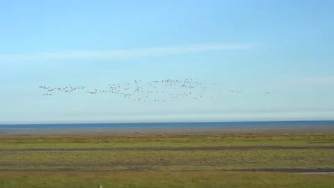 Full HD 5x slow motion: Arctic Tern on Iceland Cost Stock Footage 151823245
