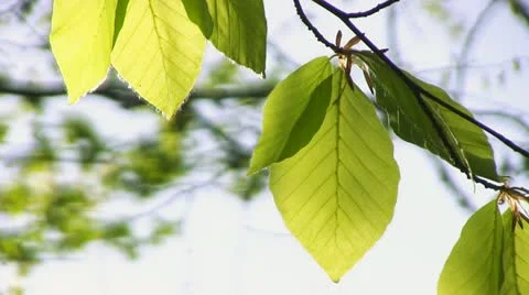 Full HD: Green leaves Stock Footage 12228320