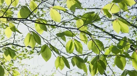 Full HD: Green leaves Stock Footage 12228448
