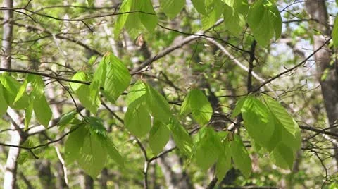 Full HD: Green leaves Stock Footage 12228465