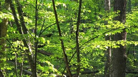 Full HD: Green leaves Stock Footage 21224606