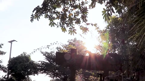 Full HD of lens flare through the leaves in the forest Stock Footage 171709271