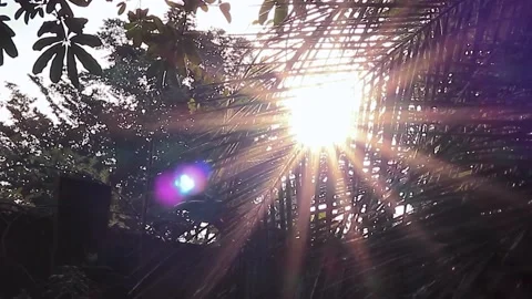 Full HD of lens flare through the leaves in the forest Stock Footage 171709291