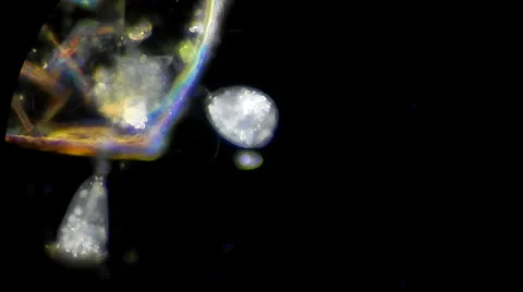 Full HD. Motion of single-celled vorticella filtrating water under macrosope Stock Footage 33661658