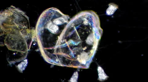 Full HD. Motion of single-celled vorticella filtrating water under macrosope Stock Footage 33661717