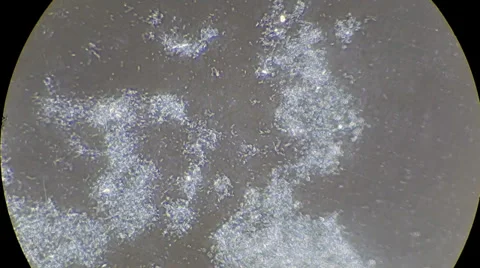 Full HD. Original video of live bacteria motion under microscope -phase-contrast Video stock 33661673