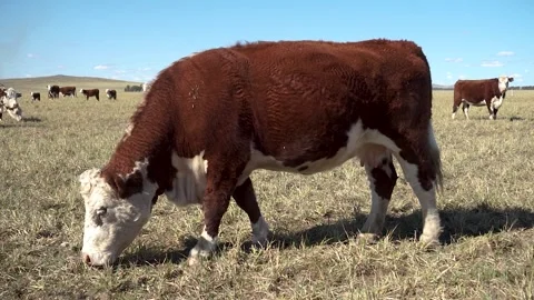 Full HD video of a Polled Hereford cow in the foreground grazing in a field.. Stock Footage 252326945