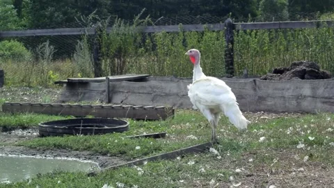 Full HD video. White turkey walks in yard of village house. Summer day on farm Stock-Footage 274356495