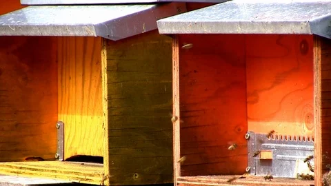 A full hive next to an empty hive Stock Footage 105346804