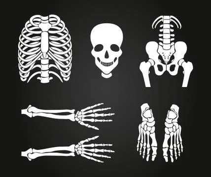 Full human skeleton illustration design Stock Illustration