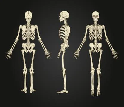 Full human skeleton illustration design Stock Illustration