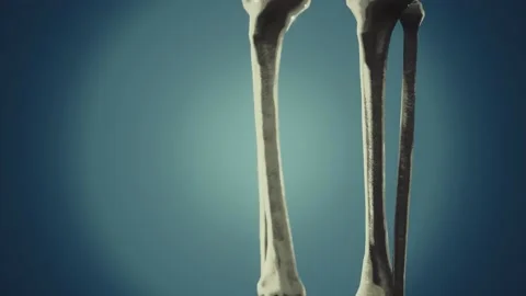 Full human skeleton standing Stock-Footage 129887965