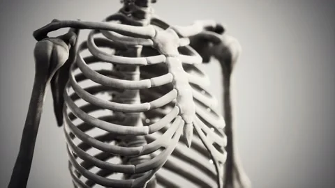 Full human skeleton standing Stock-Footage 130653780