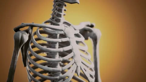 Full human skeleton standing Stock Footage 139815534