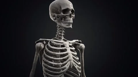Full human skeleton standing Vidéo 139815753