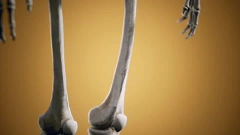 Full human skeleton standing Видео 140483445