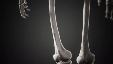 Full human skeleton standing Stock Footage 141027671