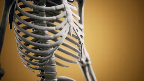Full human skeleton standing Stock Footage 142550940