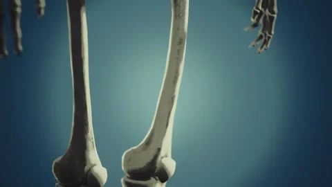 Full human skeleton standing Stock Footage 142718062