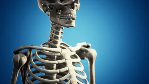 Full human skeleton standing Vidéo 143391694