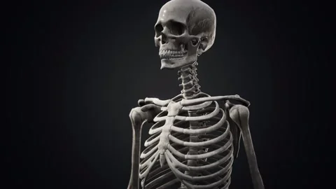 Full human skeleton standing Vídeo Stock 146211440