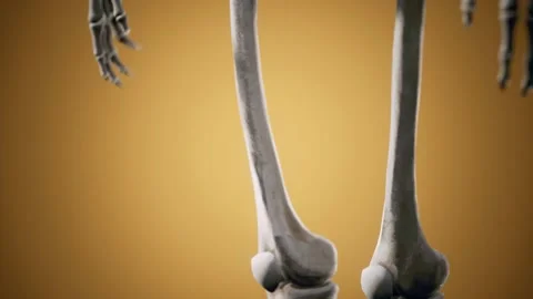 Full human skeleton standing Vídeo Stock 146211441
