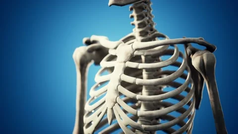Full human skeleton standing 库存影片 162531655