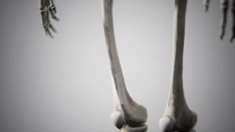 Full human skeleton standing Stockbeeldmateriaal 163014686