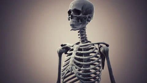 Full human skeleton standing 動画素材 164322997