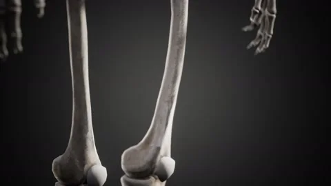 Full human skeleton standing Vídeo Stock 164552711