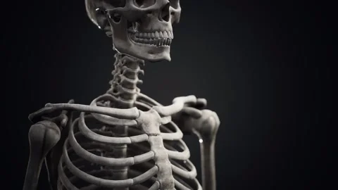 Full human skeleton standing 動画素材 164958825