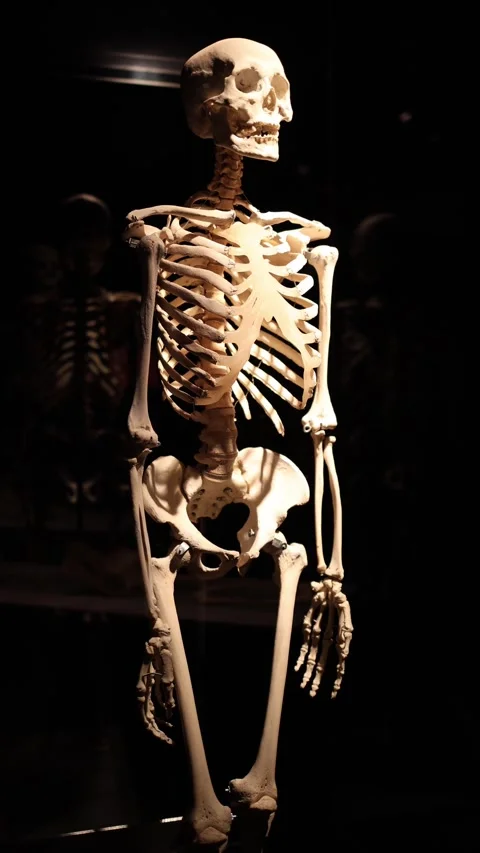 Full human skeleton view Stock Footage 331233045