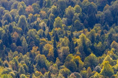 Full image of a coniferous trees in the forest Stock Photos