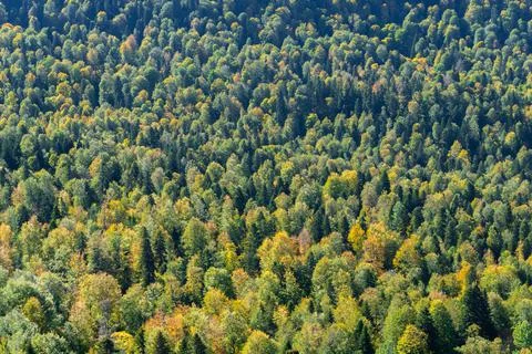 Full image of a coniferous trees in the forest Fotos Stock