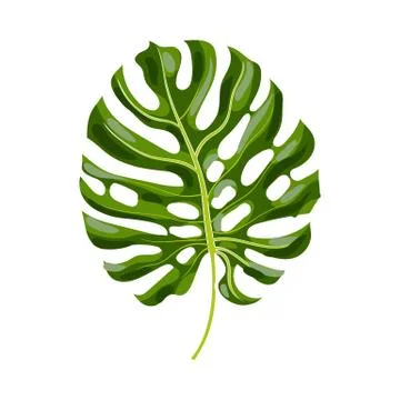Full leaf of monstera palm tree, vector illustration Stock Illustration
