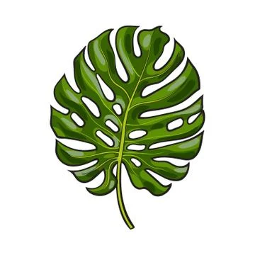 Full leaf of monstera palm tree, sketch vector illustration Illustrazione stock