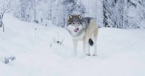 Full lenght portrait of satisfied wolf cleaning teeth after meal Stock Footage 86637007