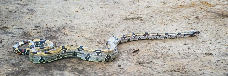 Full lenght Python in Peru, South America Stock Photos