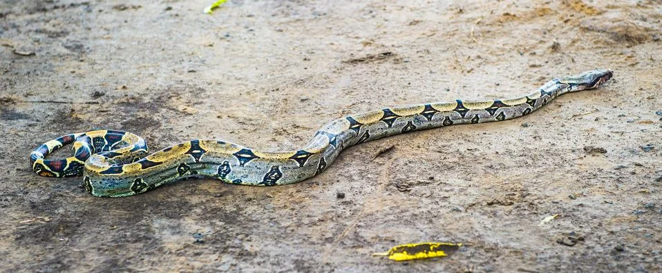 Full lenght Python in Peru, South America 写真素材