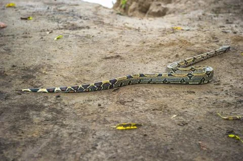 Full lenght Python in Peru, South America Stock Photos