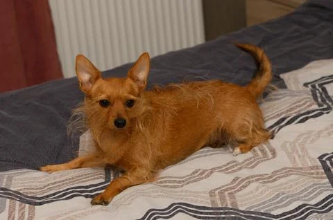 Full-length action shot of a ginger terrier playing on a patterned bed Stock Photos