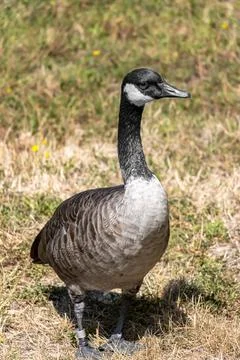 Full length of Canada goose standing on the grass. Stock Photos