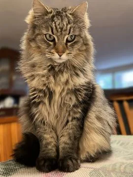 Full length cat sitting on the table Stock Photos