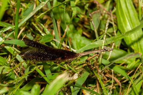 A full length close up macro lens image of an adult Carolina mantis  in grass Stock Photos