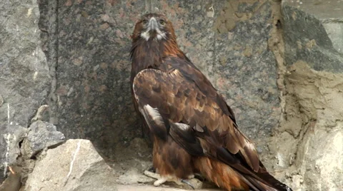 A full-length golden eagle, Aquila chrysaetos, on rocky background. Video stock 43674053