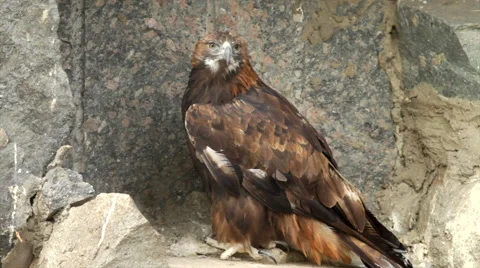 A full-length golden eagle, Aquila chrysaetos, war eagle, on rocky background. Stock Footage 43674346