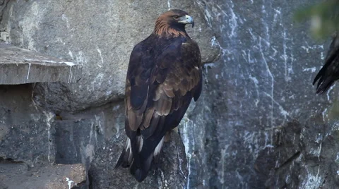 Full-length golden eagle, Aquila chrysaetos, sitting on rocky background. Stock Footage 46442274