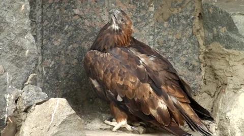 A full-length golden eagle, preening his belly on rocky background. Stock Footage 43674122